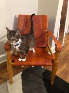 Cat standing on a Roorkee Chair